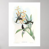 Hummingbird ポスター (正面)
