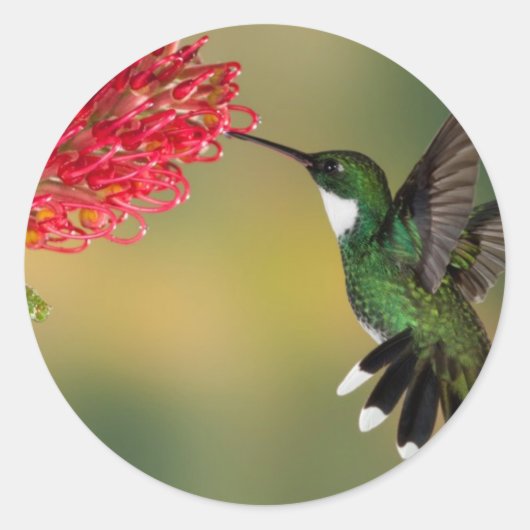 hummingbird 1.jpg ラウンドシール (正面)