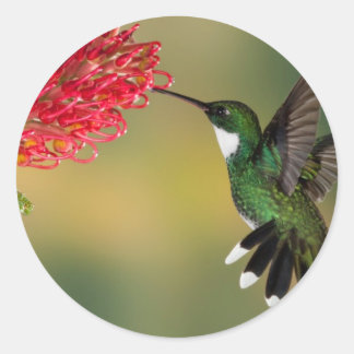 hummingbird 1.jpg ラウンドシール