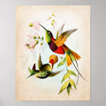 Hummingbird Artwork no. 15ヴィンテージバードアート