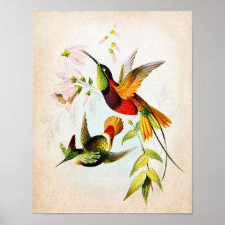 Hummingbird Artwork no. 15ヴィンテージバードアート ポスター