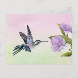 Hummingbird at Morning Glory bird artポストカード ポストカード