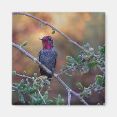 Hummingbird at sunset マグネット (正面)