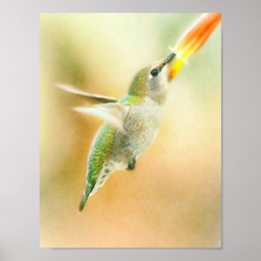 Hummingbird early morning flight ポスター (正面)
