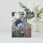 Hummingbird Eggs ポストカード (スタンド正面)