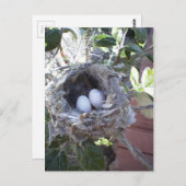 Hummingbird Eggs ポストカード (正面/裏面)
