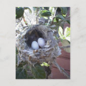Hummingbird Eggs ポストカード (正面)