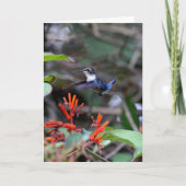 Hummingbird in flight赤い花 カード (正面)