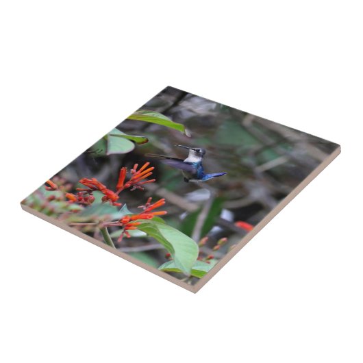 Hummingbird in flight赤い花 タイル (側面)