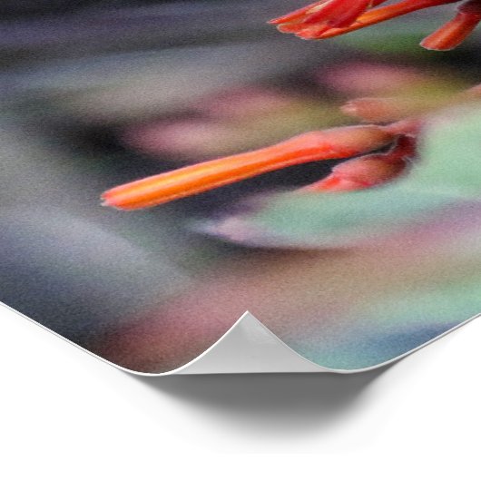 Hummingbird in flight赤い花 ポスター (角)