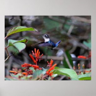 Hummingbird in flight赤い花 ポスター