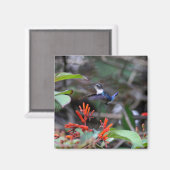 Hummingbird in flight赤い花 マグネット (正面/裏面)