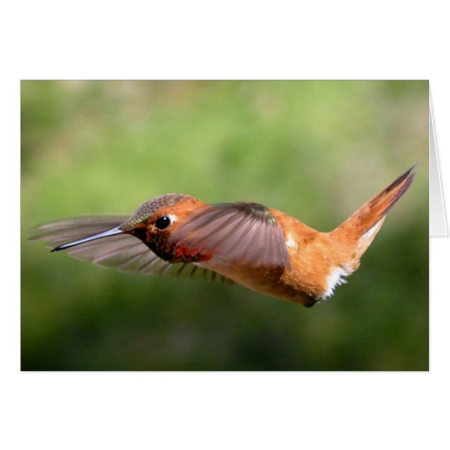 Hummingbird in Flight – カード (正面横)