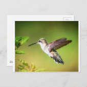 Hummingbird in flight ポストカード (正面/裏面)