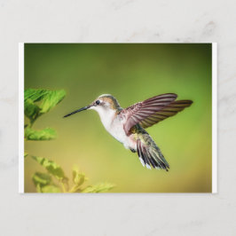 Hummingbird in flight ポストカード