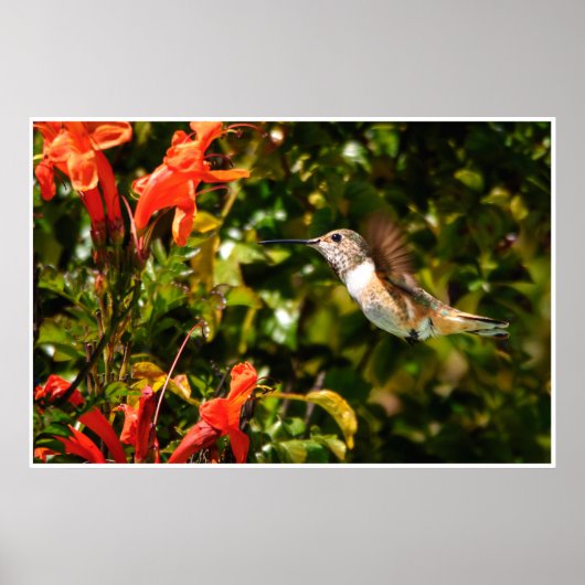Hummingbird in Flight – Garden Wildlife Photo ポスター (正面)