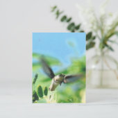 Hummingbird in Flight Photo ポストカード (スタンド正面)