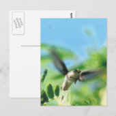 Hummingbird in Flight Photo ポストカード (正面/裏面)