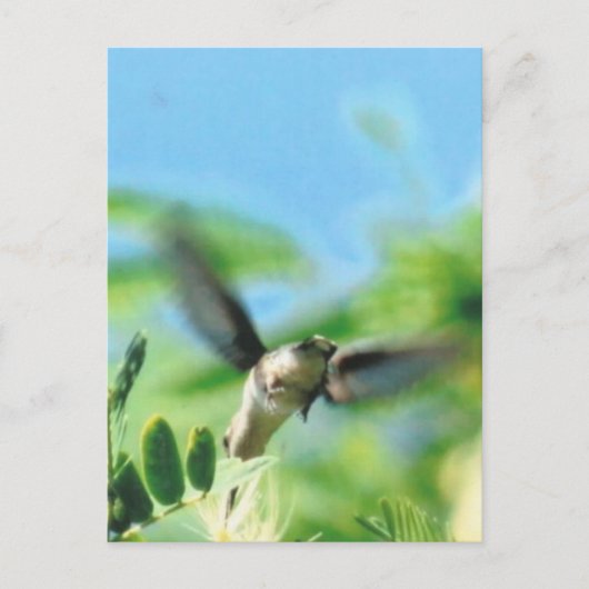 Hummingbird in Flight Photo ポストカード (正面)