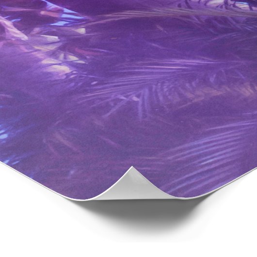 HUMMINGBIRD MOONLIGHT OASIS ポスター (角)