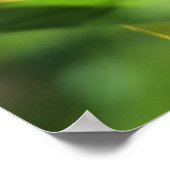 Hummingbird Moth ポスター (角)