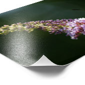 HummingBird Moth 7 x 5写真プリント フォトプリント (角)