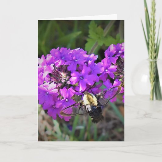 Hummingbird Moth & Verbena，カード カード (正面)