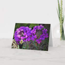 Hummingbird Moth & Verbena,カード カード