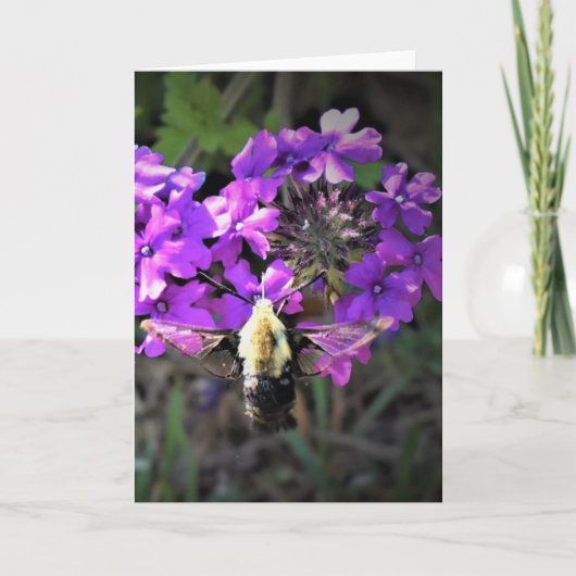 Hummingbird Moth & Verbena，カード カード (正面)