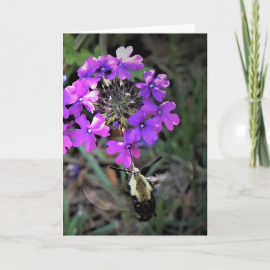Hummingbird Moth & Verbena,カード カード (正面)