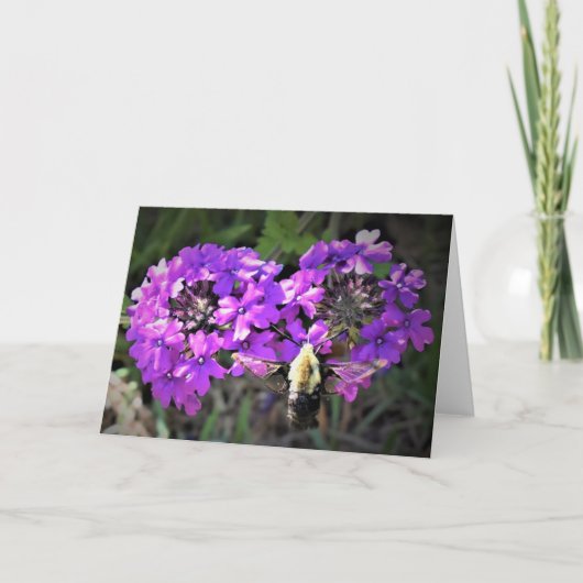 Hummingbird Moth & Verbena，カード カード (正面)