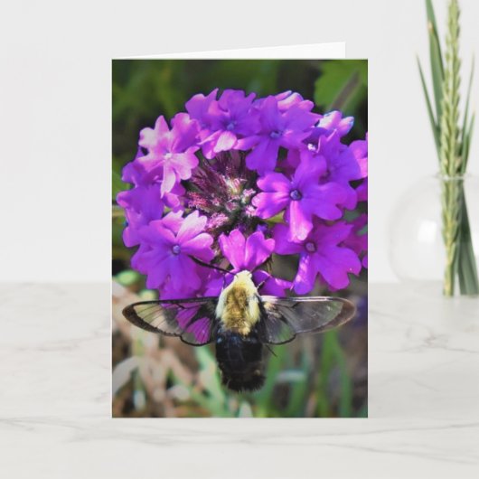 Hummingbird Moth & Verbena，カード カード (正面)