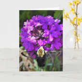 Hummingbird Moth & Verbena，カード カード (黄色い花)