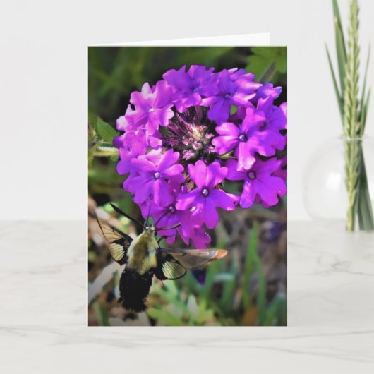 Hummingbird Moth & Verbena，カード カード (正面)
