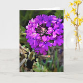 Hummingbird Moth & Verbena，カード カード (黄色い花)