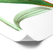 Hummingbird No.1バードアンドボタニカルウォールアート ポスター (角)