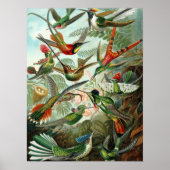 Hummingbird (Trochilidae) by Haeckel Poster ポスター (正面)