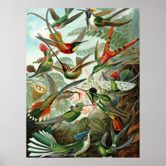 Hummingbird (Trochilidae) by Haeckel Poster ポスター (正面)