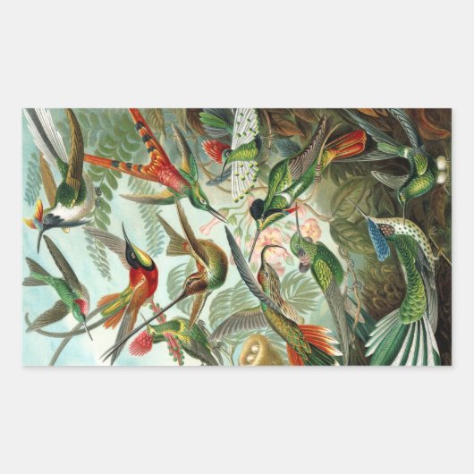 Hummingbird (Trochilidae) by Haeckel Rectangle Sti 長方形シール (正面)