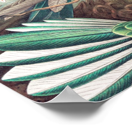 Hummingbird, Trochilidae Kolibruses by Ernst Haeck ポスター (角)