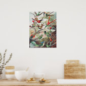 Hummingbird, Trochilidae Kolibruses by Ernst Haeck ポスター (キッチン)