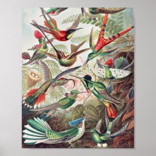 Hummingbird, Trochilidae Kolibruses by Ernst Haeck ポスター