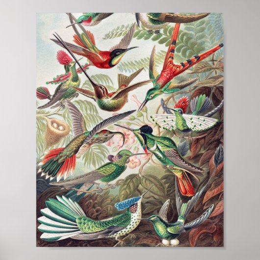 Hummingbird, Trochilidae Kolibruses by Ernst Haeck ポスター (正面)