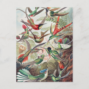 Hummingbird, Trochilidae Kolibruses by Ernst Haeck ポストカード