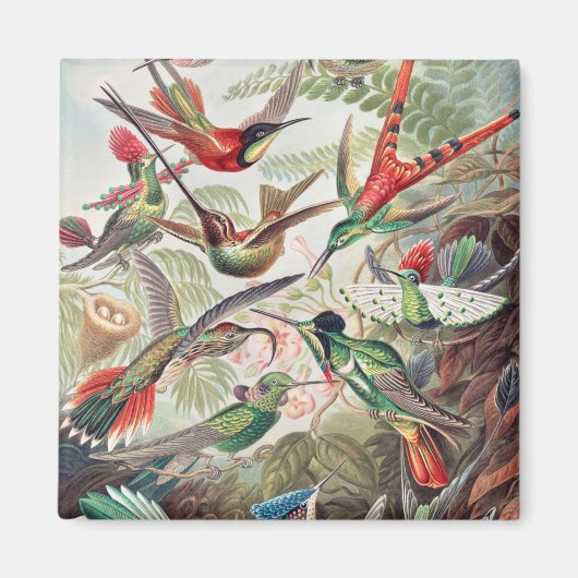 Hummingbird, Trochilidae Kolibruses by Ernst Haeck マグネット (正面)