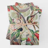 Hummingbird, Trochilidae Kolibruses by Ernst Haeck ラッピングペーパーシート (インサイチュ)