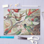 Hummingbird, Trochilidae Kolibruses by Ernst Haeck 薄葉紙 (クラフト)