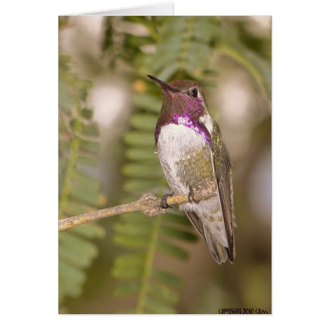 Hummingbirds068 (正面)