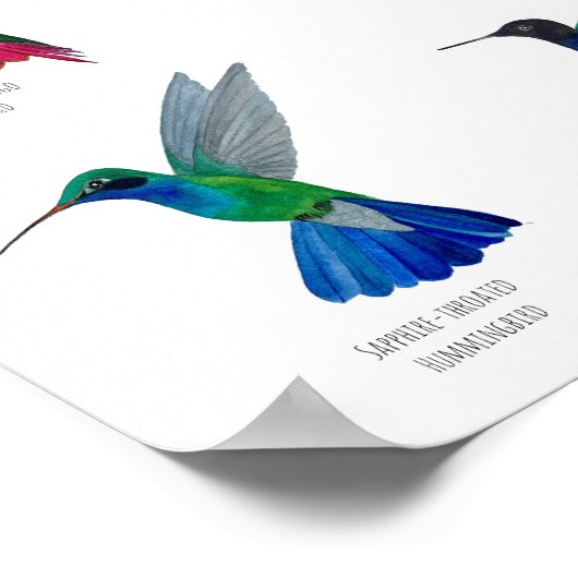 Hummingbirds ポスター (角)