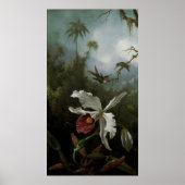 Hummingbirds and White Orchid by Martin J. Heade ポスター (正面)